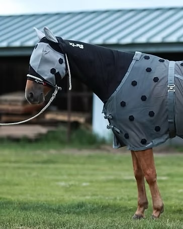 Horse wearing an XLR8 fly sheet at the barn